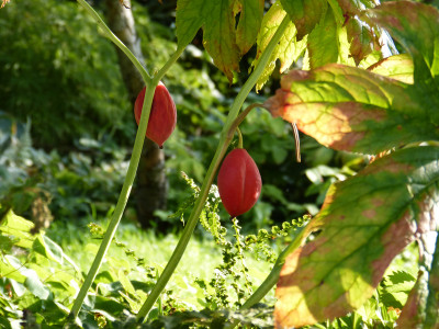 2018-08-28 Podophyllum hexandrum Beeren 1.jpg