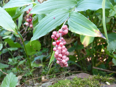 2018-08-28 Smilacina Beeren 1.jpg