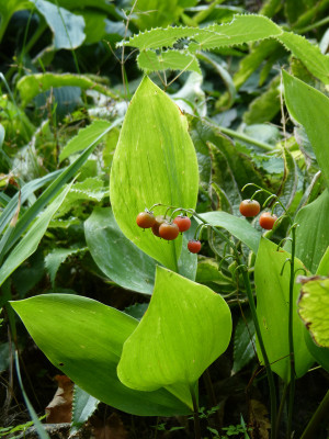 2018-08-28 Convallaria 'Fernwood Golden Slippers' Beeren 1.jpg