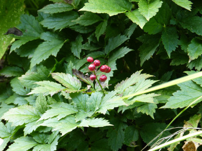 2018-08-28 Actaea rubra Beeren 2.jpg