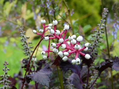 2017-09-26 Actaea pachypoda 'Misty Blue'.jpg