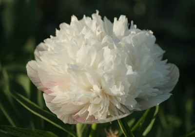 paeonia_officinalis_alba_5016.jpg