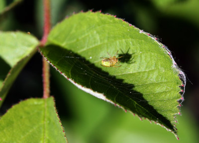 Spinnentier-mit-Schatten.jpg