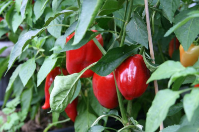 Paprika1918.JPG