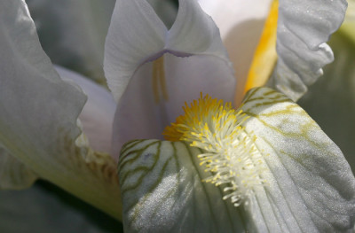 Iris-Florentina.jpg