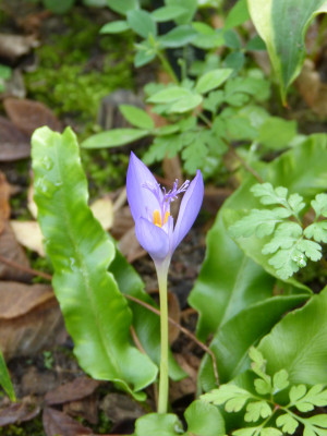 2018-08-31 Crocus banaticus 1.jpg