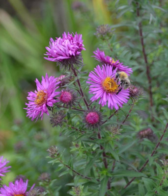 Aster_novae_angliae-Sämling-pink.15-1.jpg