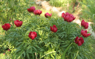 paeonia_x_smouthii_4970.jpg