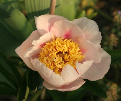 paeonia_wittmanniana_saemling_4955.jpg