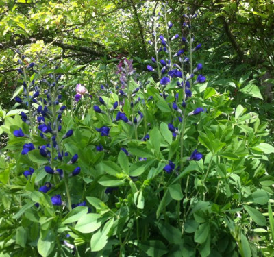 Baptisia.jpg