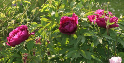 paeonia_suffruticosa_beet_5_4936.jpg