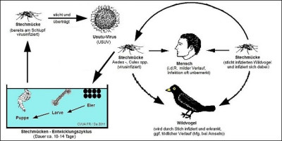 usutu_infektionszyklus_schematisch_623x312.jpg
