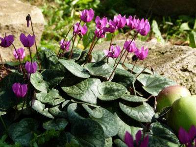 P1130844.JPG