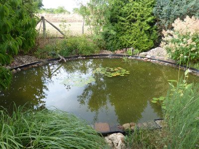2018-07-22 Gartenteich 2.jpg