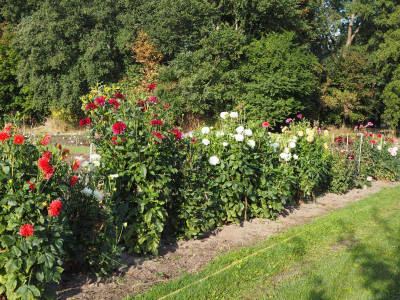Dahlien 1.9.18 uie.JPG