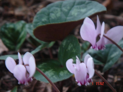 DSC05429.JPG