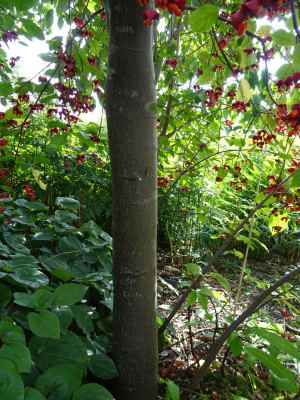 Euonymus planipes Stamm 1.JPG