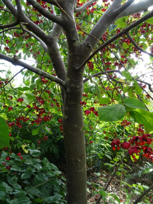 Euonymus planipes Stamm 2.JPG