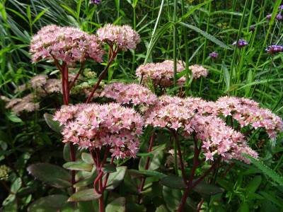 Sedum Matrona September 2018.JPG