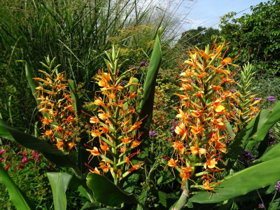 Hedychium coccineum Tara September 2018.jpg