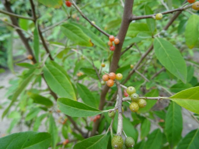 Elaeagnus sp..JPG