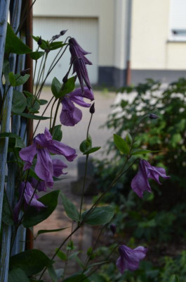 Clematis_integrifolia-PamjatjSerdtza.18-1.jpg