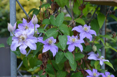Clematis-Justa.18-1.jpg