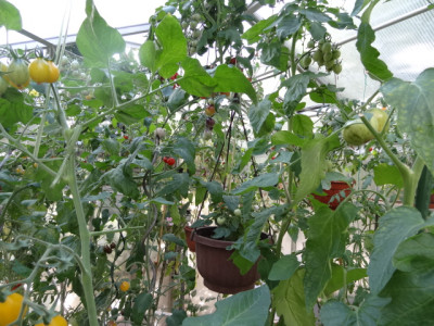 tomatenhaus.JPG