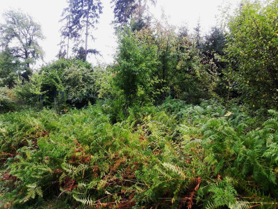 wildobstumzingelt.jpg