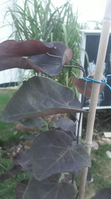 20180827_201251.jpg