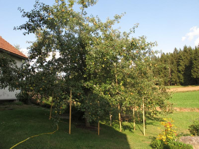 gravensteinerbaum.img.JPG