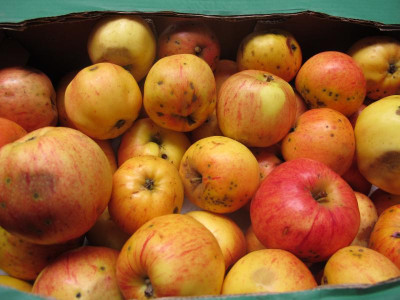 gravensteineraepfel.img.JPG