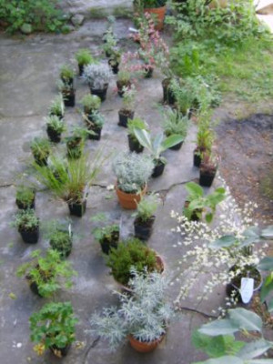 Terrasse1.jpg