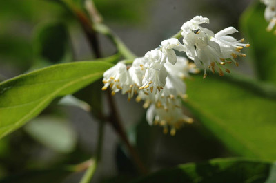 Melliodendron1.jpg