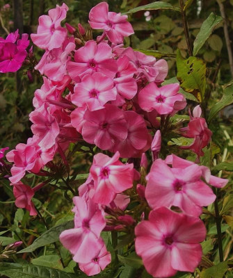 288.Sä.Blaustern 5_Ga_P7172690.JPG