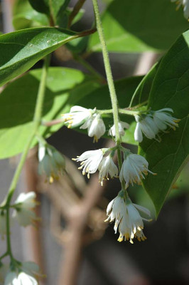 Melliodendron2.jpg