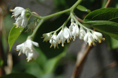 Melliodendron3.jpg