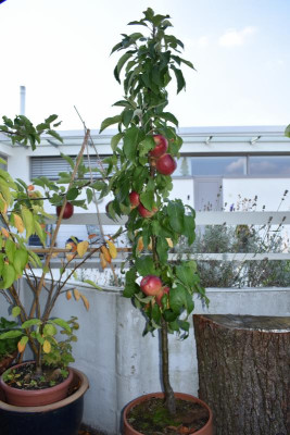 Säulen, Spalierapfel 001.JPG