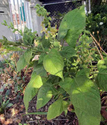 Salvia_nubicola.jpg