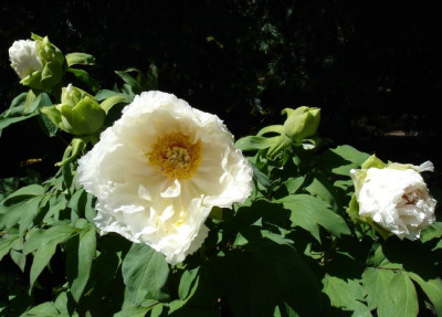 Paeonia_suffr.DSC02917jpg.jpg