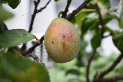 Pflaume Kourod, Sep im Garten 003.JPG
