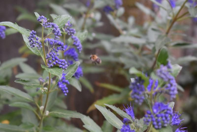 Pflaume Kourod, Sep im Garten 008.JPG