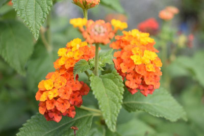 Pflaume Kourod, Sep im Garten 007.JPG