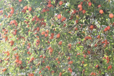 Ochsenbach, Pflaumen 034.JPG