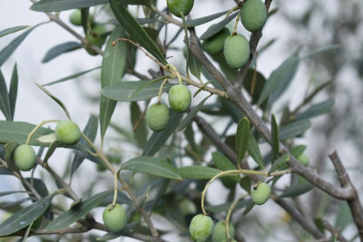 Pflaume Kourod, Sep im Garten 012.JPG