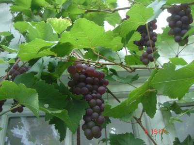DSC05434.JPG