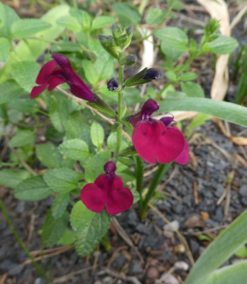 Salvia microphylla 'Marron'.jpg