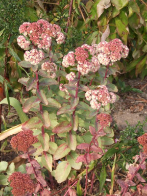 DSCF5532.JPG