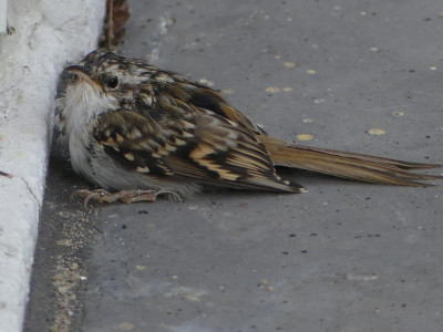 Vogelunfall1.jpg