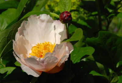 Garden-Peace-Mai0107-k.jpg
